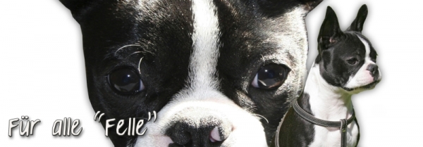 Spardose Boston Terrier